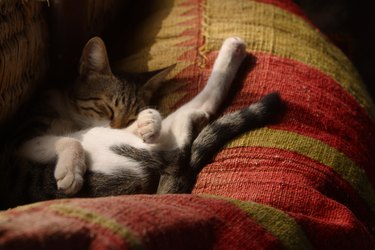 Grey and white sleeping kitten twitching with leg in air.