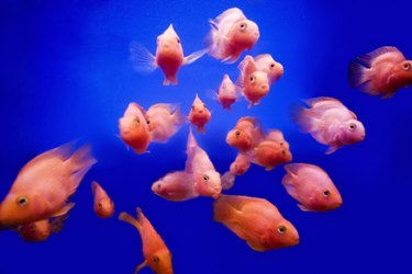 Homemade food best sale for aquarium fish