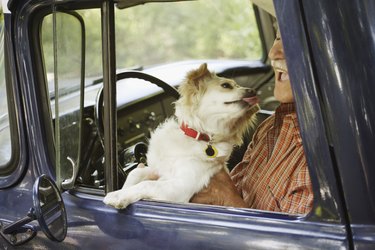 Dog licking elderly man sitting in old pickup truck