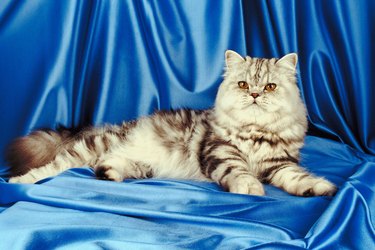 Persian cat