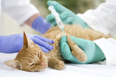 veterinary giving vaccine to the little cat