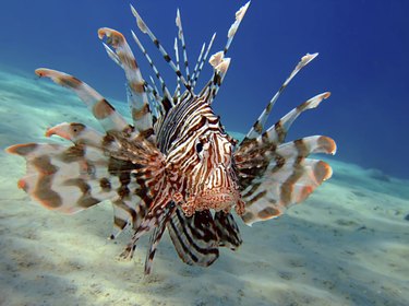 Common lionfish