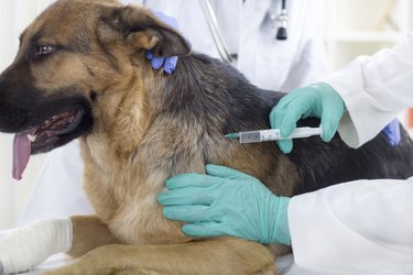 veterinary surgeon is giving the vaccine to  German Sheph