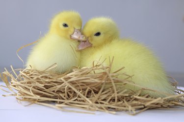 Two yellow baby ducks