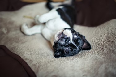 Boston Terrier on her Bed