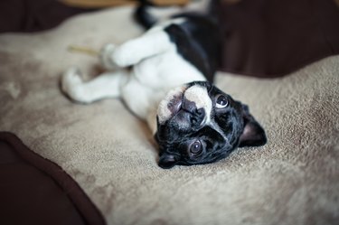 are cedar shavings ok for puppies