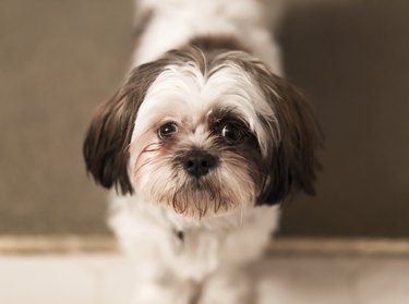 Shih Tzu