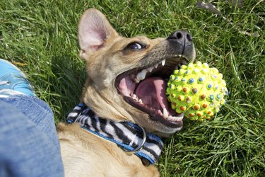 Dog playing with ball in grass