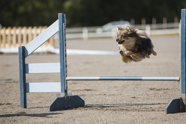 Dog jumps over an hurdle
