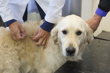 Vaccination for dog