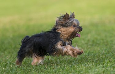 An amazing Yorkshire Terrier poses