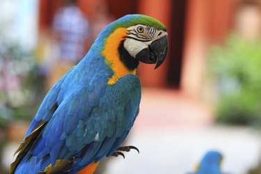 Macaw parrot with yellow and blue feathers