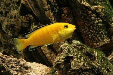 Female Malawi Cichlid with throat pocket