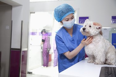 Veterinarian with dog