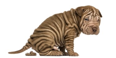 Side view of a Shar Pei puppy defecating