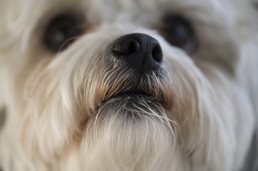 Closeup of a dog