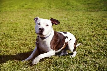 Happy white and brown pit bull. Pit bull mouth shape is a wide grin.