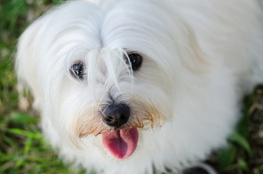 Maltese dog