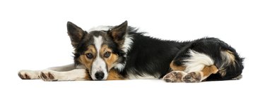 Border collie lying down, looking at the camera, isolated