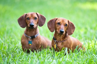 Two dachshunds sitting in green grass.