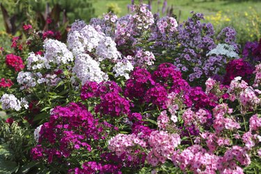 Multicolored phlox different varieties