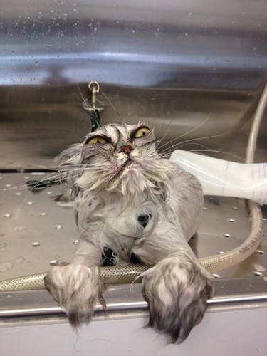 cat getting washed at pet groomer isn't happy about it