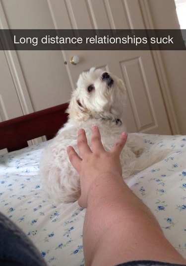15 Wholesome Snaps About Silly Dogs To Share With Your Mom