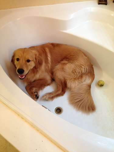 Dog in empty bathtub with tennis ball.