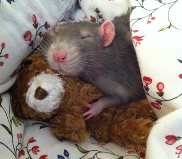 Rat sleeping with teddy bear