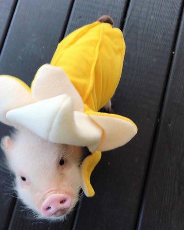 Piglet in a banana costume.