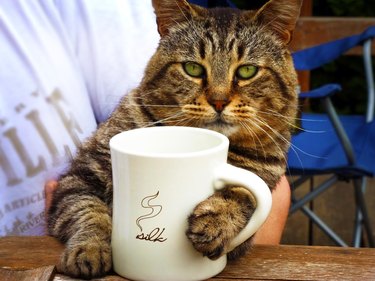 Cat with coffee mug