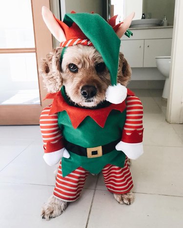 Dog in elf costume