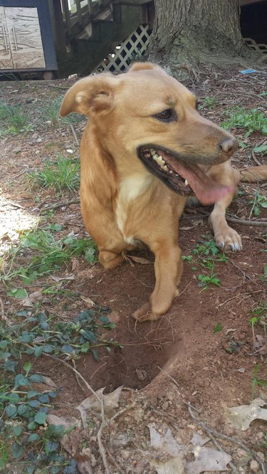 Dog with missing leg stands next to hole.