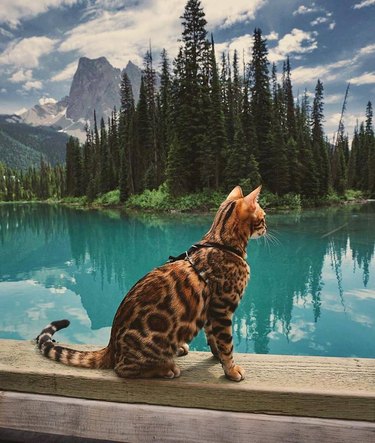 Adventure cat with gorgeous coat gazes at epic mountains