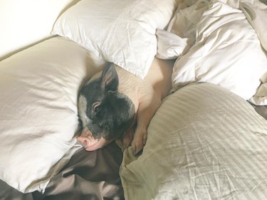 Pig sleeping in bed with pillows.