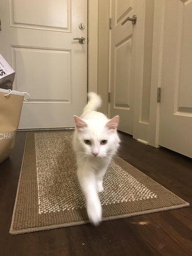 Cat walking down a hallway.