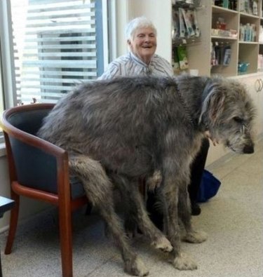 21 Animals Who Have No Idea How Big They Are