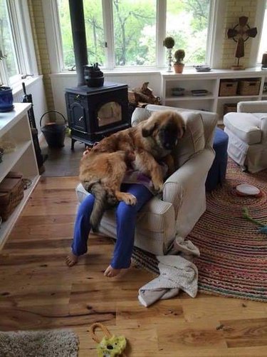 dog on top of person