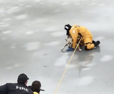 This Footage of a Dog Being Rescued from a Frozen Creek Will Melt You
