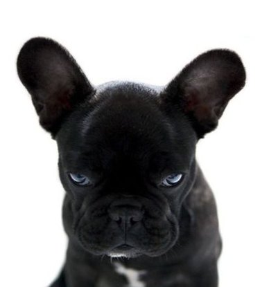 Angry French Bull Dog
