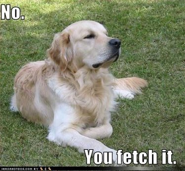 Dog lying in grass. Caption: No. You fetch it.