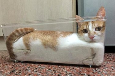cats fitting into very tight spaces