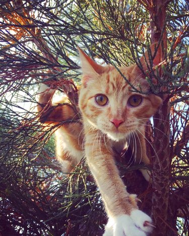 Orange cat in a tree