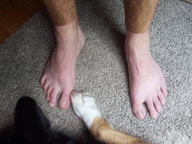 Man's feet with prominent tan lines at the ankle next to dog with tawny legs and white paw