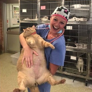 Newly adopted 35 pound shelter cat embarks on weight loss journey