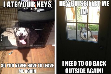 funny memes about husky dogs