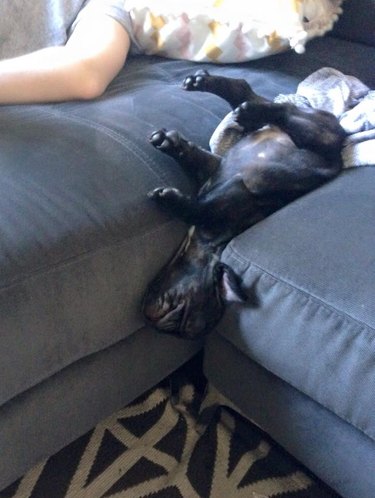 Sleeping puppy falling off couch