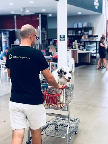 People are sharing pictures of dogs in shopping carts and we're soooo here for it