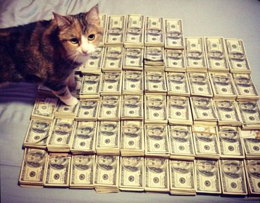 Cat standing on a lot of cash.