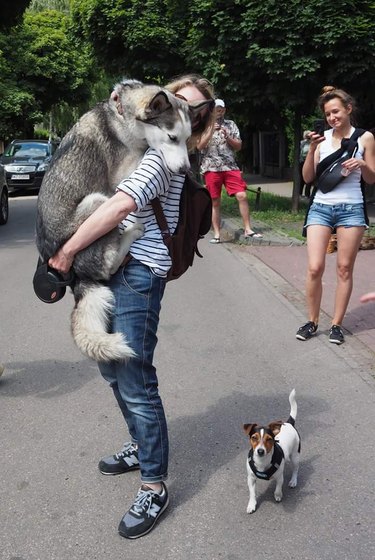 Siberian Husky being held by woman while looking down at small terrier dog.